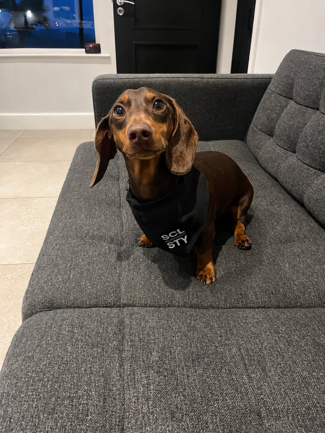 Dog bandana