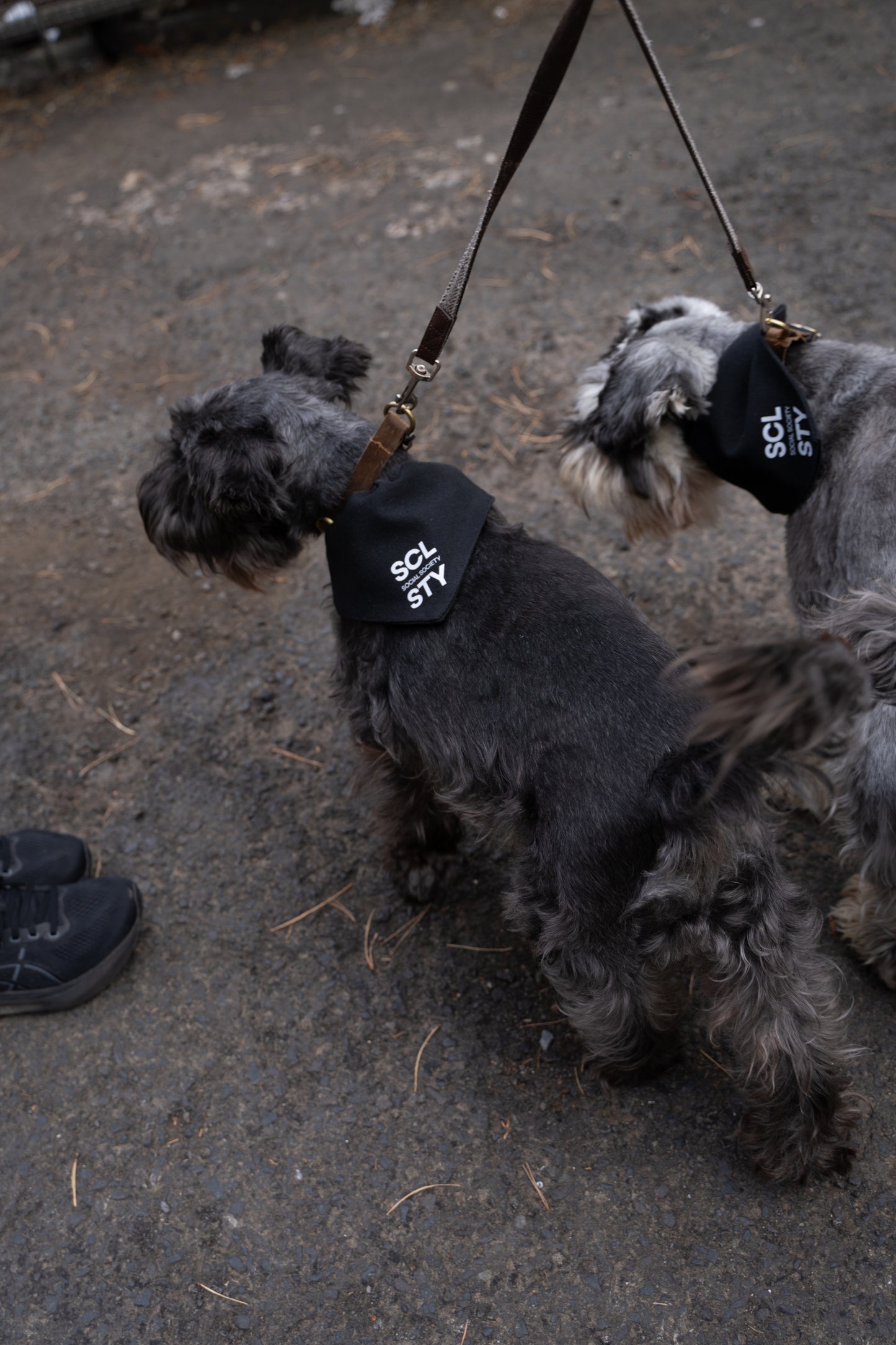 Dog bandana