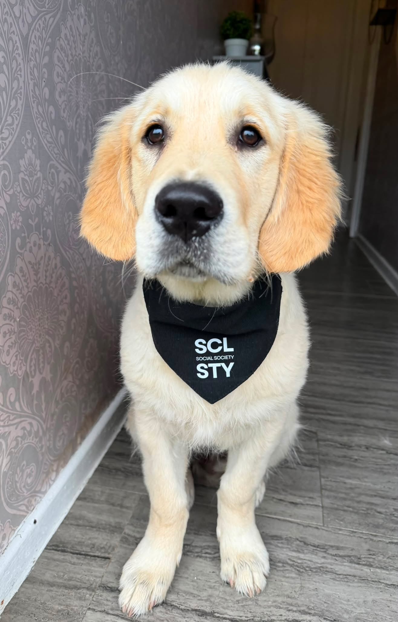 Dog bandana